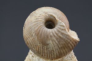 Ammoniten 3525